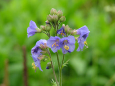 Polemonium caeruleumJacobsladder bestellen